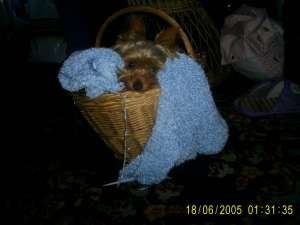 OFER LA INPERECHERE YORKSHIRE TERRIER TOY