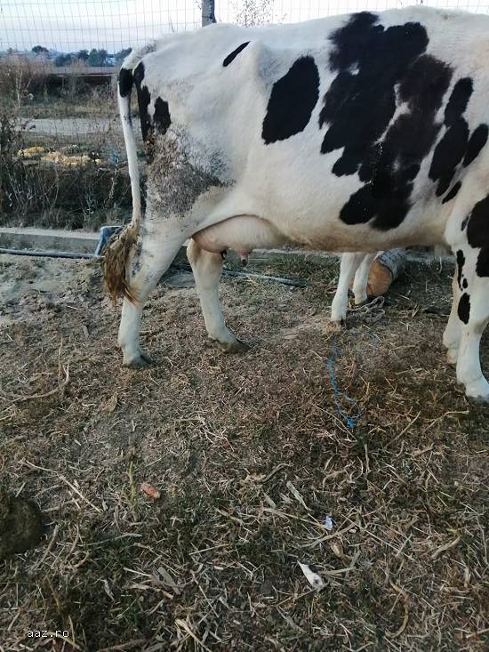 Vand vaca switz cu 2 vitei,  o juninca holstein