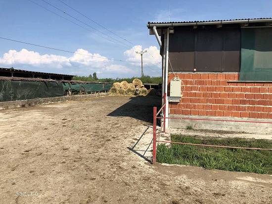 Lichidator judiciar vand ferma bovine - Satu Mare