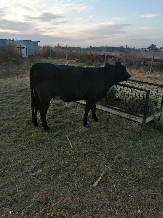 Vand tauras si o juninca rasa Angus
