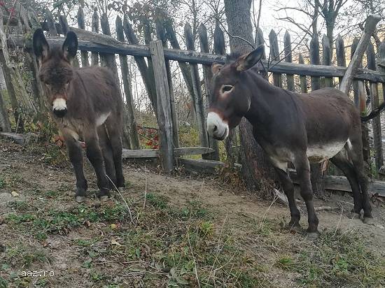 Vând lapte crud si proaspat de MAGARITA !
