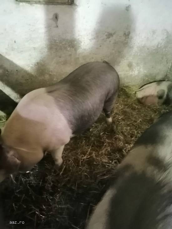 Vand porci pietrari si durok cu greutati diferite de la 130kg-