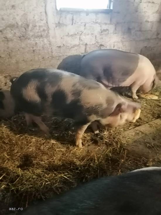 Vand porci pietrari si durok cu greutati diferite de la 130kg-