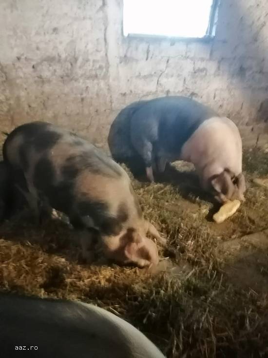 Vand porci pietrari si durok cu greutati diferite de la 130kg-