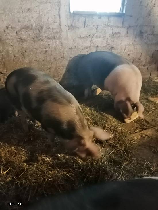 Vand porci pietrari si durok cu greutati diferite de la 130kg-