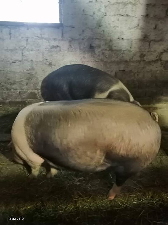 Vand porci pietrari si durok cu greutati diferite de la 130kg-