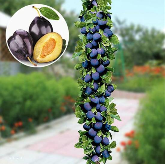 Pomi fructiferi columnari si vita de vie