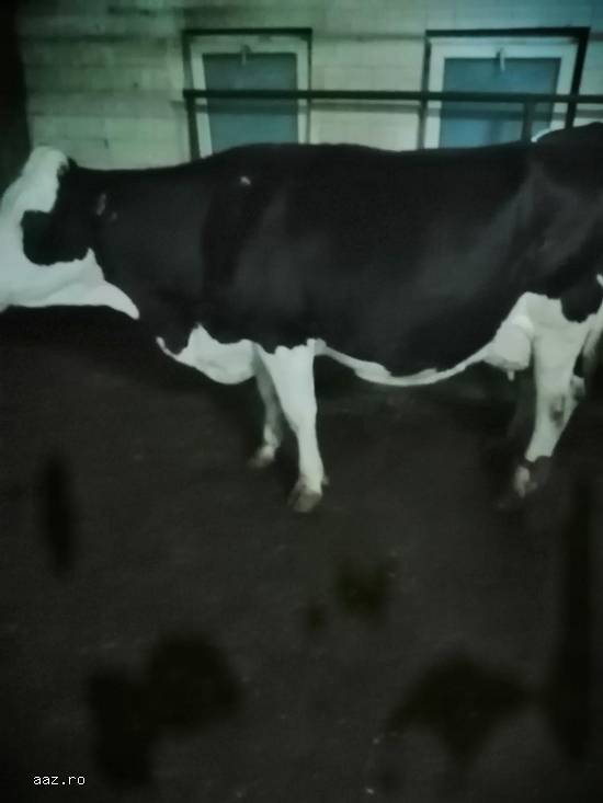 Vand 2 vaci Holstein si 3 vaci Baltate Romanesti,  