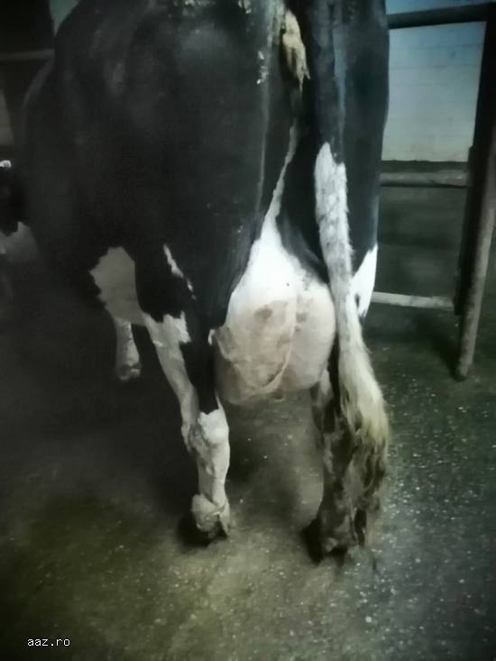 Vand 2 vaci Holstein si 3 vaci Baltate Romanesti,  