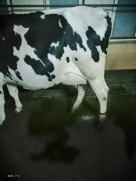 Vand 2 vaci Holstein si 3 vaci Baltate Romanesti,  