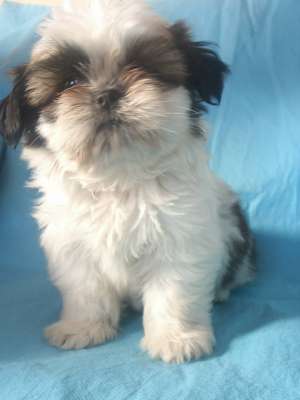 vand catelus shih-tzu