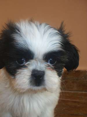 vand catelus shih-tzu