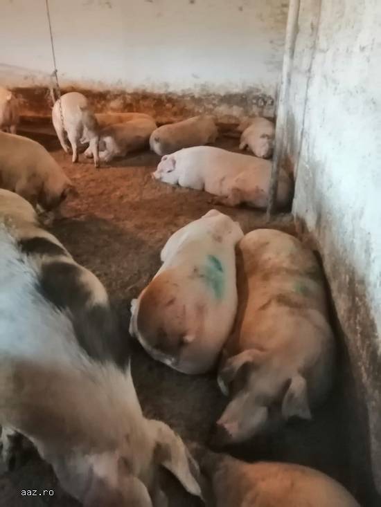 Vand porci pe alese de la 120kg -200kg.