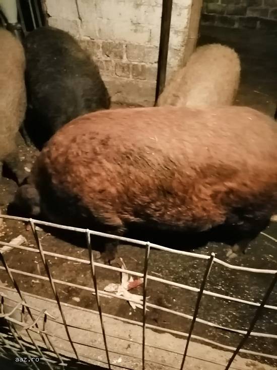 Vand porci de mangalita rasa pura de la 150-250kg.