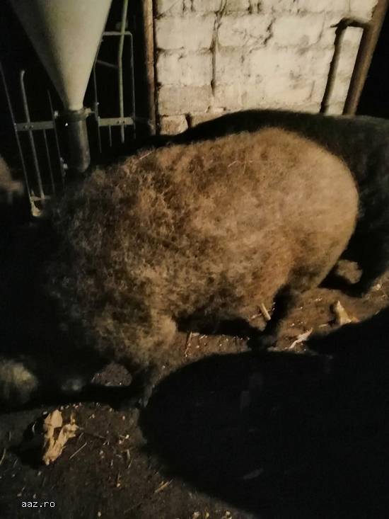 Vand porci de mangalita rasa pura de la 150-250kg.