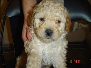 Vand pui caniche pitic