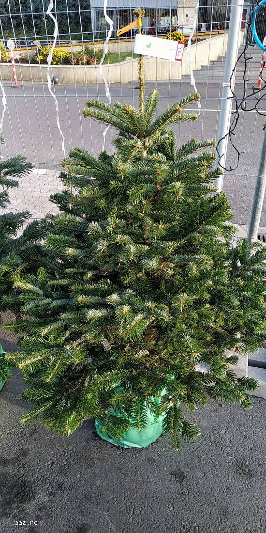 Brazi Argintii Replantati în Ghiveci 1,  75-2,  00m. Calitate Premium