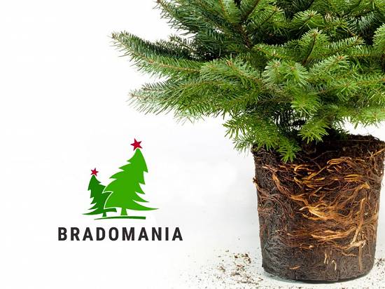 Brad Nordman replantat în Ghiveci 1,  00-1,  20m. Calitate Premium