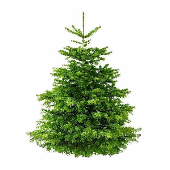 Brad Nordman replantat în Ghiveci 1,  00-1,  20m. Calitate Premium