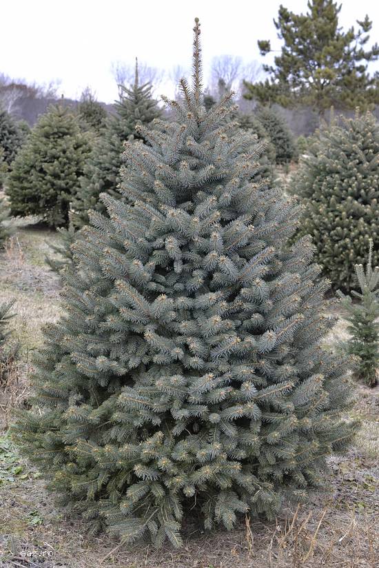 Brad Nordman replantat în Ghiveci 1,  00-1,  20m. Calitate Premium