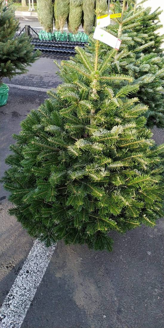 Brad Nordman replantat în Ghiveci 1,  00-1,  20m. Calitate Premium