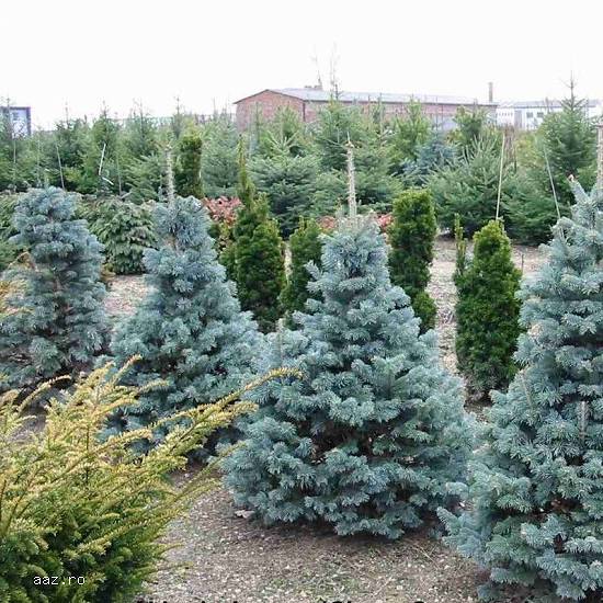 Brad Nordman replantat în Ghiveci 1,  00-1,  20m. Calitate Premium