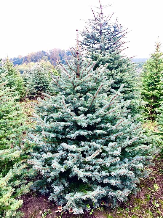 Brazi Giganti Nordman. Naturali,   4,  50-5,  00m. Calitate Lux