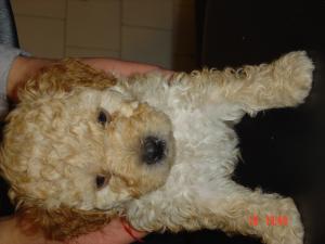 Vand pui caniche pitic