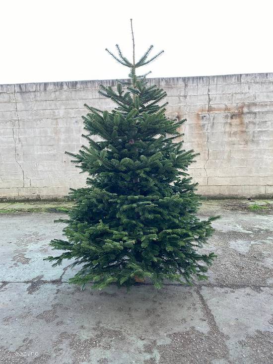 Vand Brazi Nordmandieni de Craciun Calitate Superioara Brad