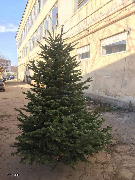 Vand Brazi Nordmandieni de Craciun Calitate Superioara Brad