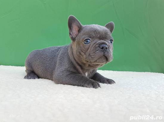 Bulldog francez