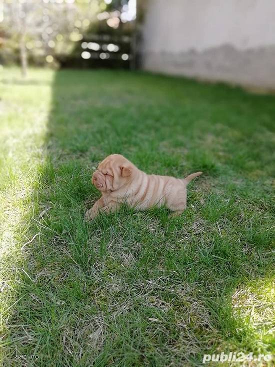 Vand shar-pei diverse nuante!!