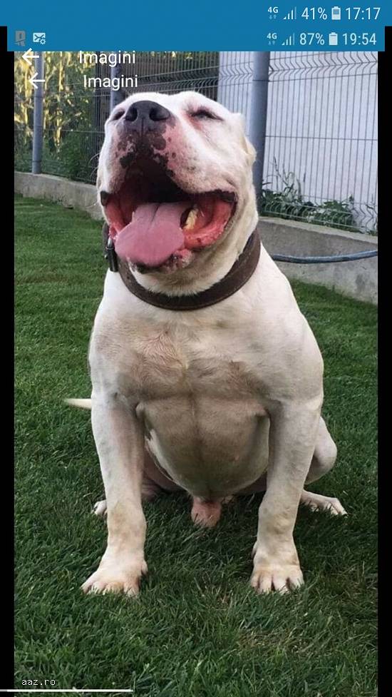 Vand catelusa Amstaff Bully xxl