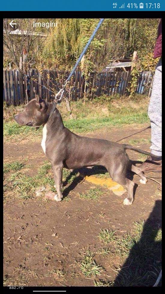Vand catelusa Amstaff Bully xxl