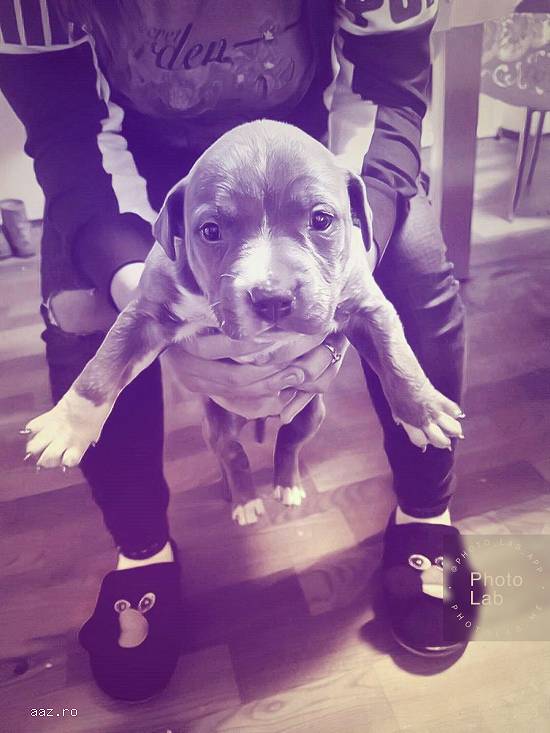 Vand catelusa Amstaff Bully xxl