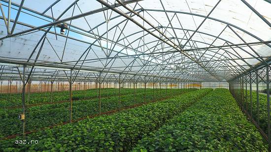 Puieti de alun la ghiveci produsi IN VITRO