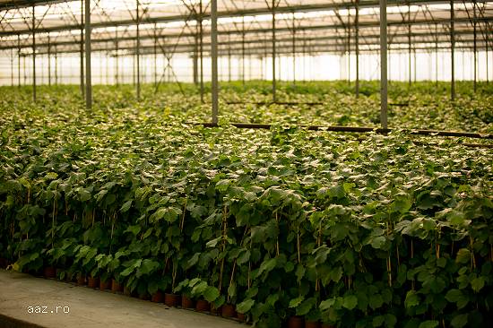 Puieti de alun la ghiveci produsi IN VITRO