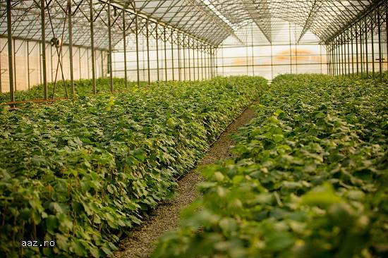 Puieti de alun la ghiveci produsi IN VITRO