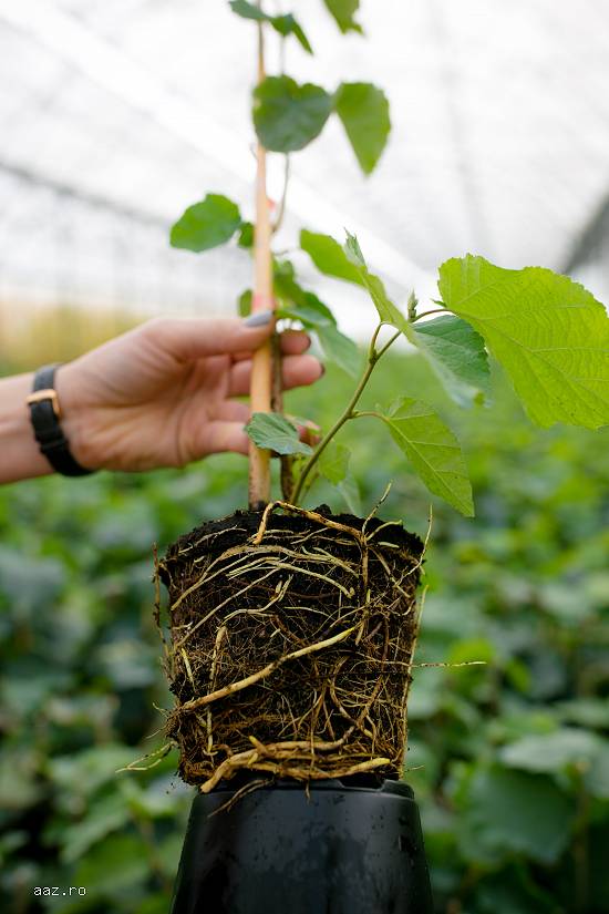 Puieti de alun la ghiveci produsi IN VITRO