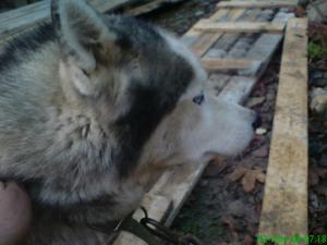 Donam caine husky