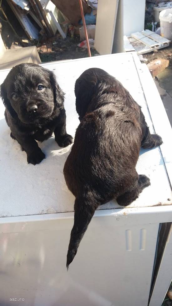 Vand catei coker spanioli urgent !!! Ca plec din tara !!!