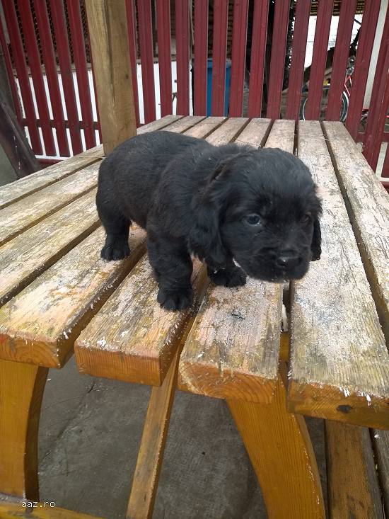 Vand catei coker spanioli urgent !!! Ca plec din tara !!!