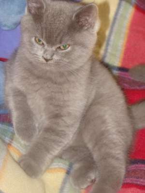 vand british shorthair