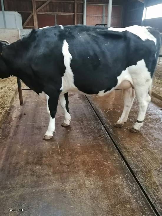 Vand 4 vaci Holstein si 1Montbeliard