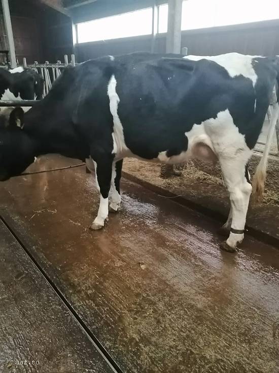 Vand 4 vaci Holstein si 1Montbeliard