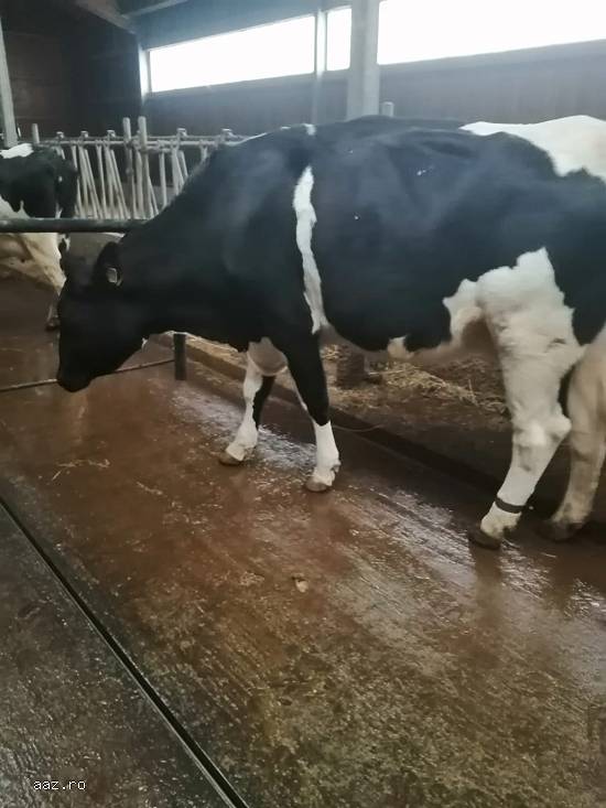 Vand 4 vaci Holstein si 1Montbeliard