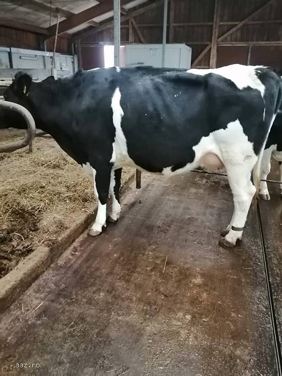Vand 4 vaci Holstein si 1Montbeliard
