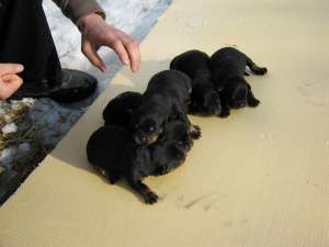 vand pui Rottweiler
