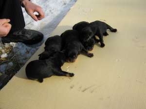 vand pui Rottweiler