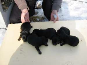 vand pui Rottweiler